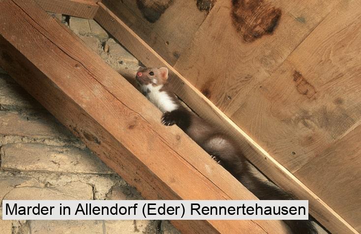 Marder in Allendorf (Eder) Rennertehausen